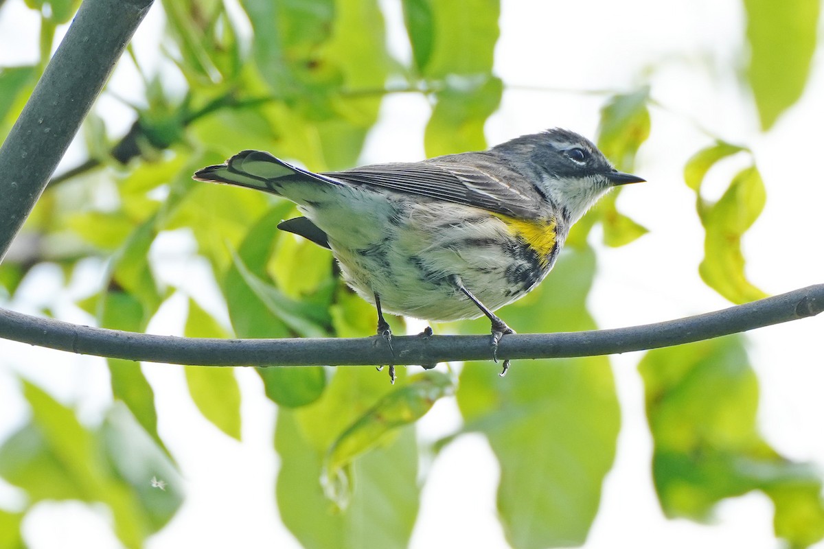 Yellow-rumped Warbler - Maneesh Rajvanshi