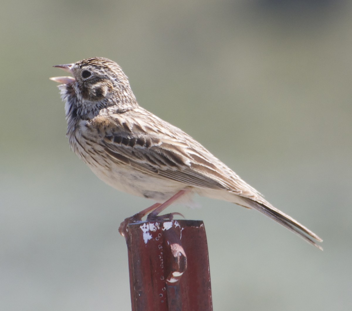 Vesper Sparrow - ML619023846