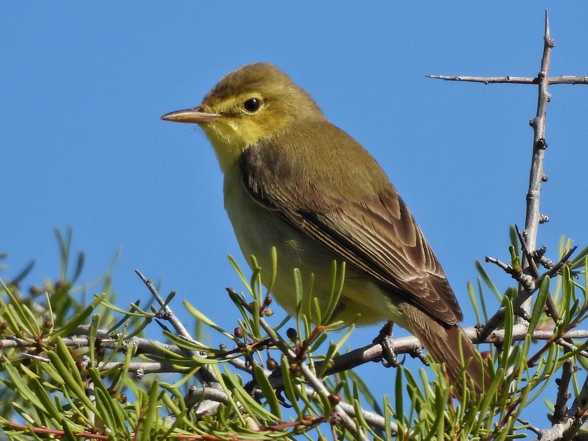 Melodious Warbler - Aitor Mora Solano