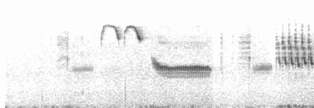 Troglodyte de Latham - ML619023891