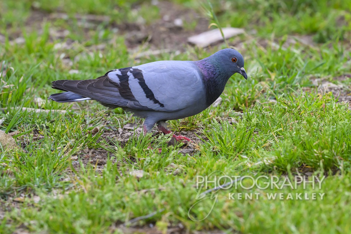 Rock Pigeon (Feral Pigeon) - Kent Weakley