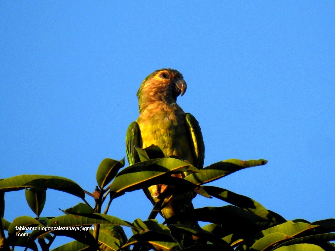 Brown-throated Parakeet - Fabio Antonio González Anaya