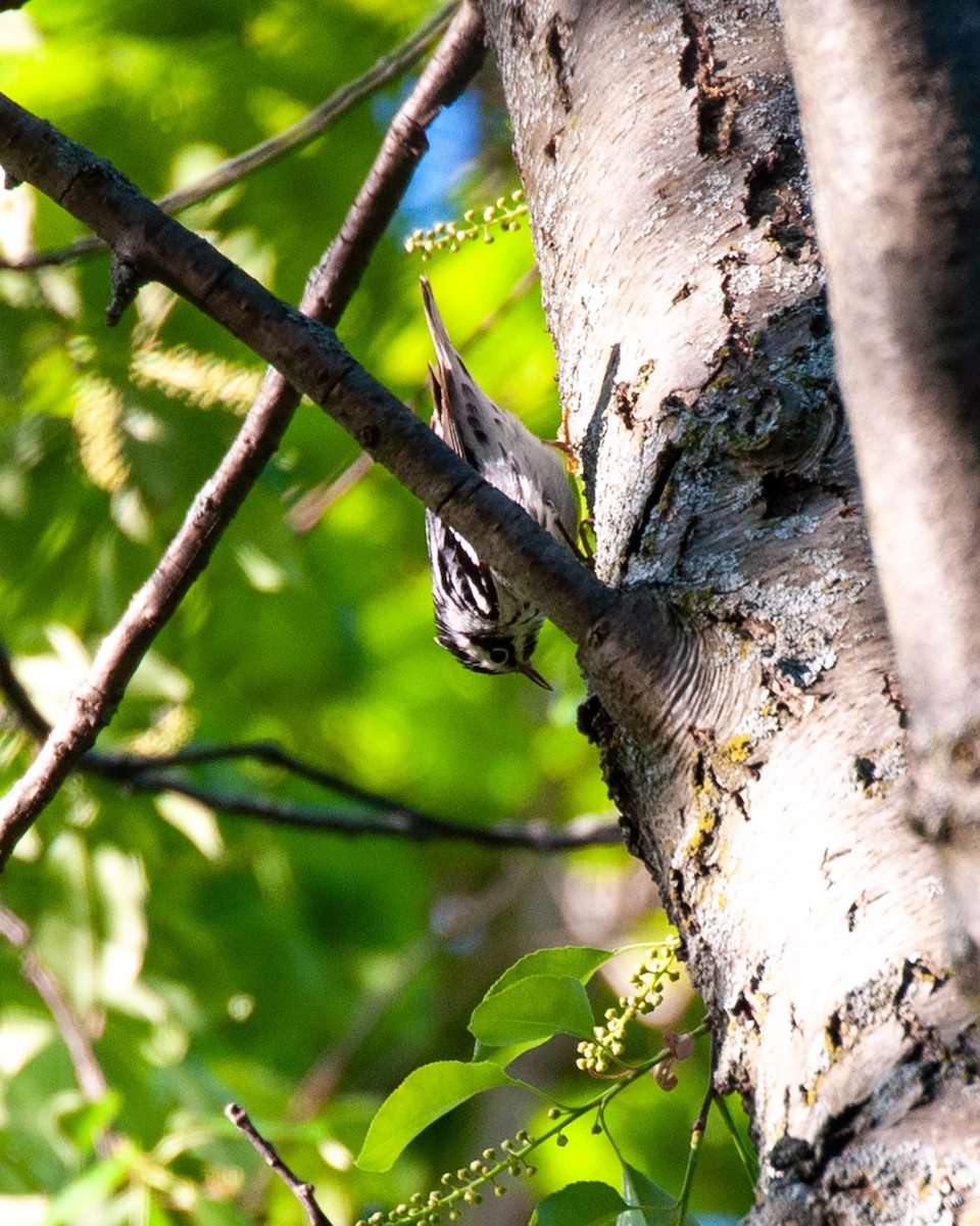 Black-and-white Warbler - ML619023905