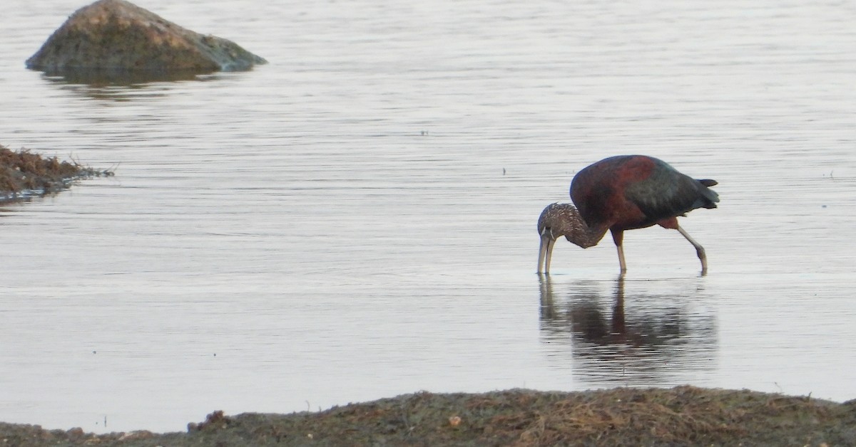 ibis hnědý - ML619023911