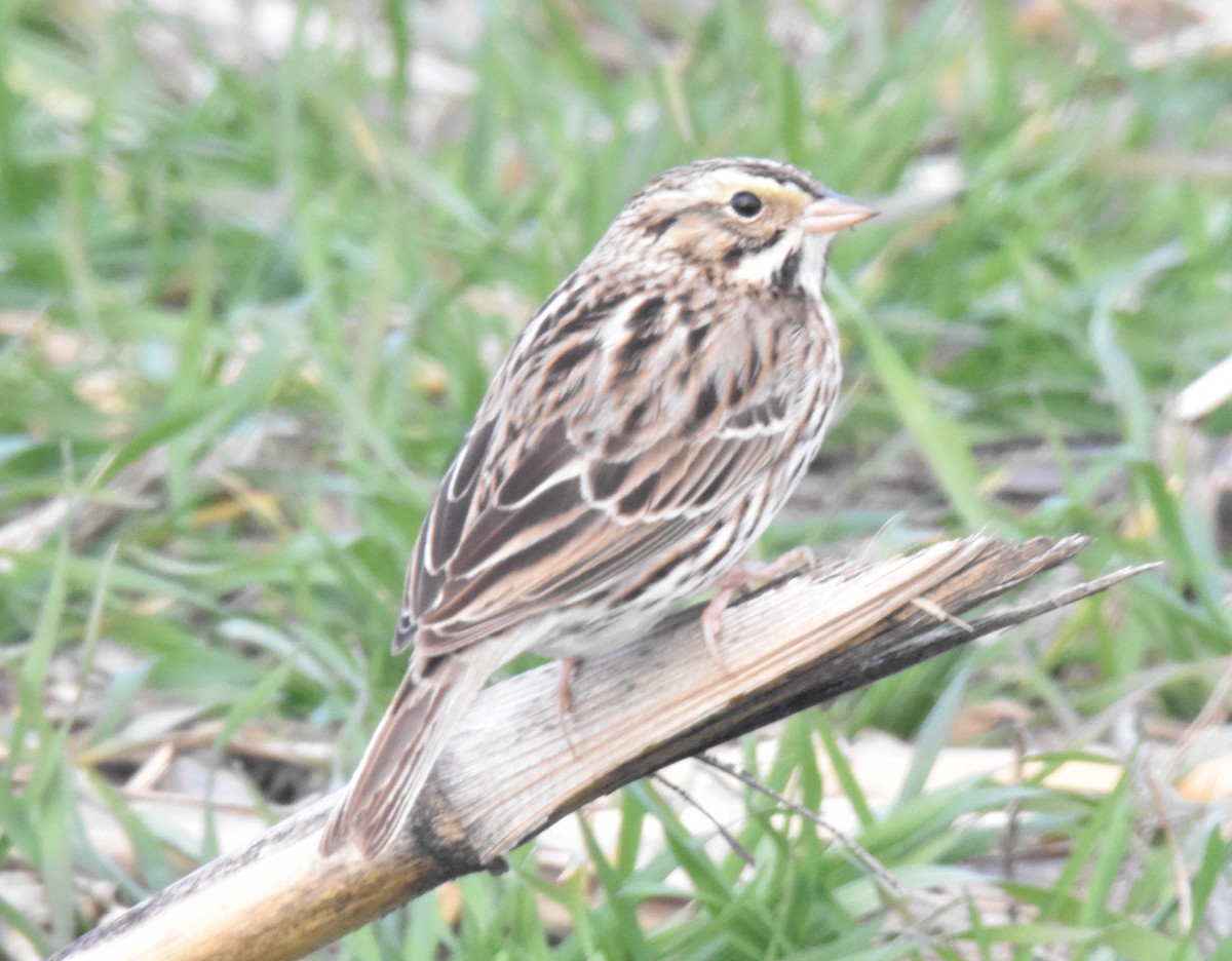 Savannah Sparrow - ML619023926