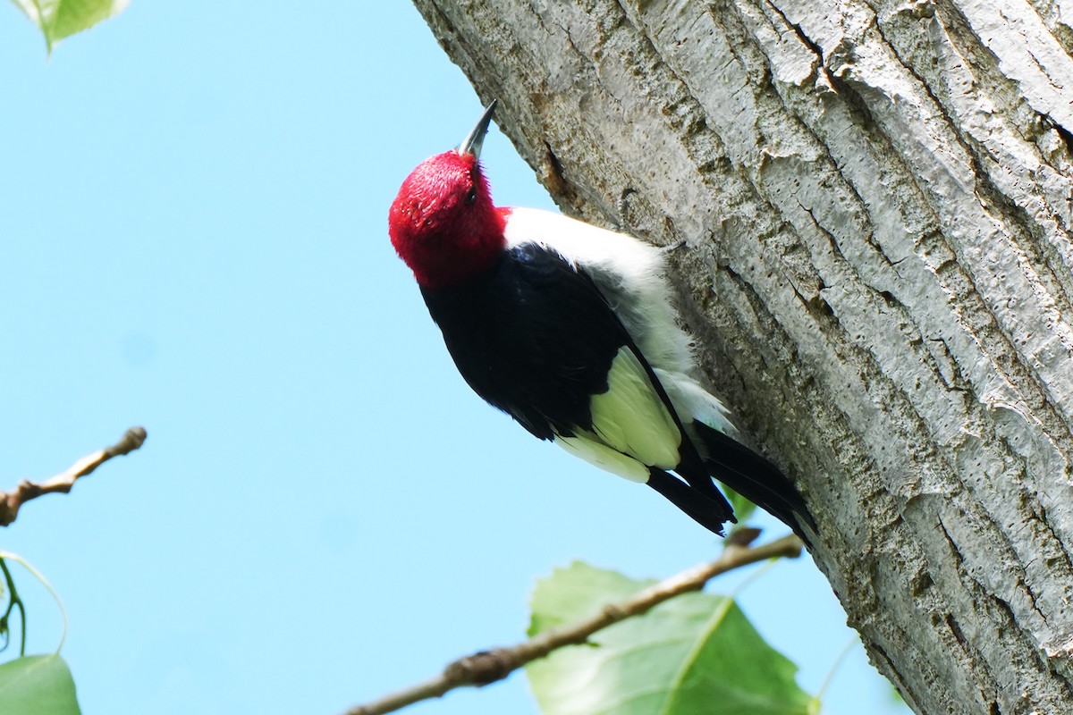 Red-headed Woodpecker - ML619023949