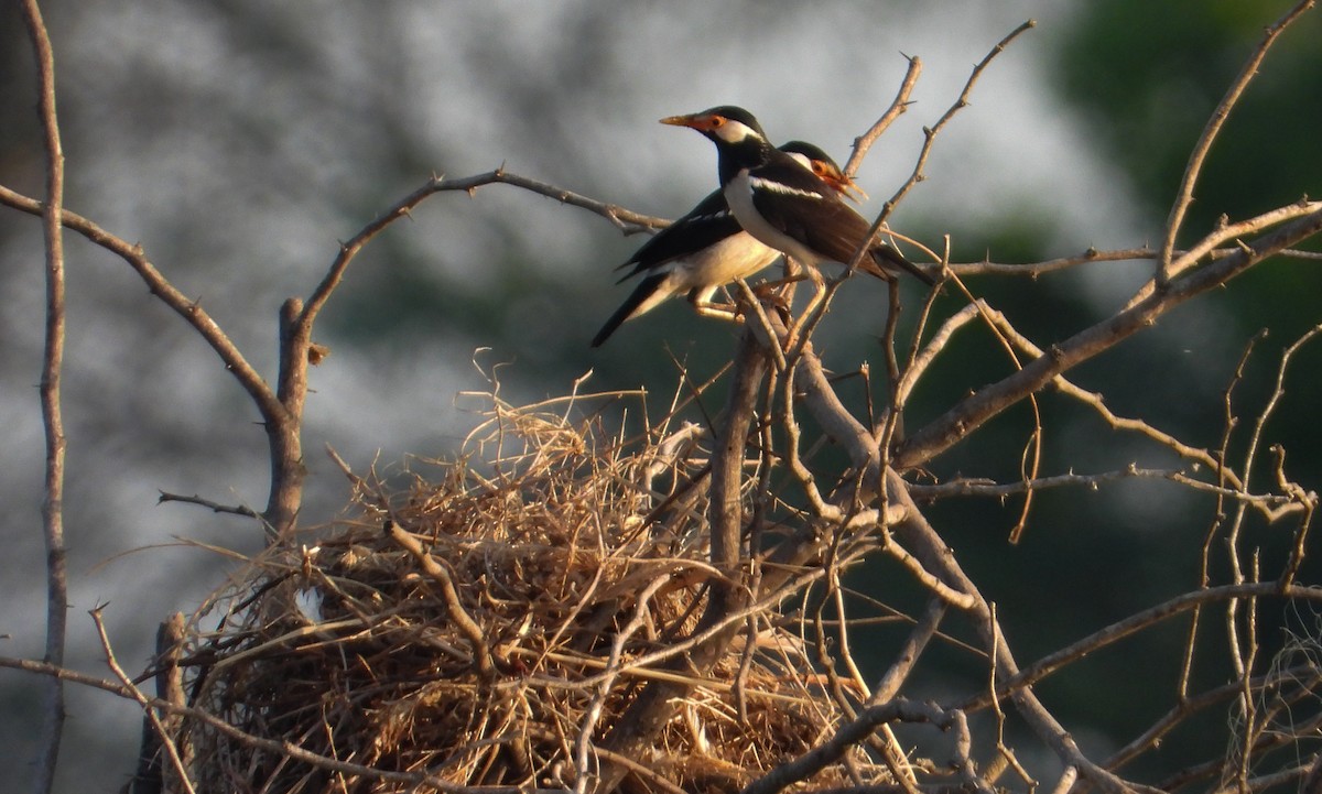 Indian Pied Starling - ML619023976