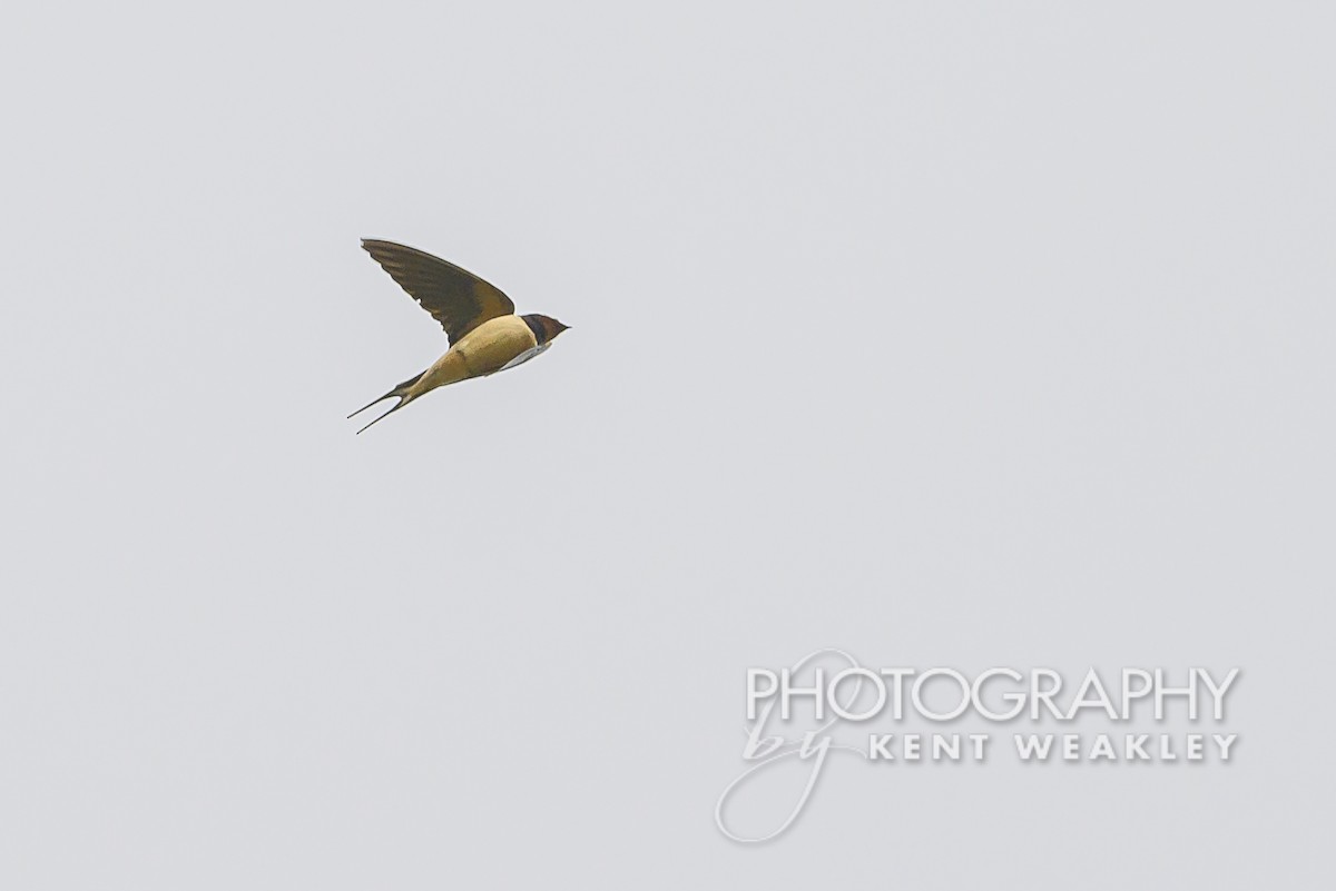 Barn Swallow - ML619024021