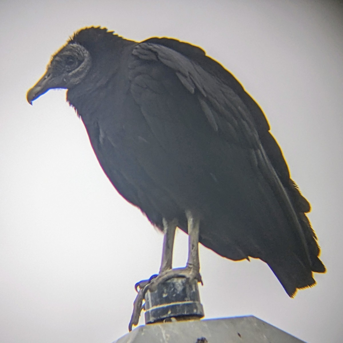 Black Vulture - ML619024030