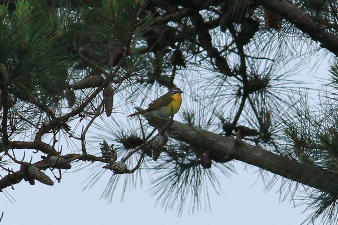 Yellow-breasted Chat - ML619024037