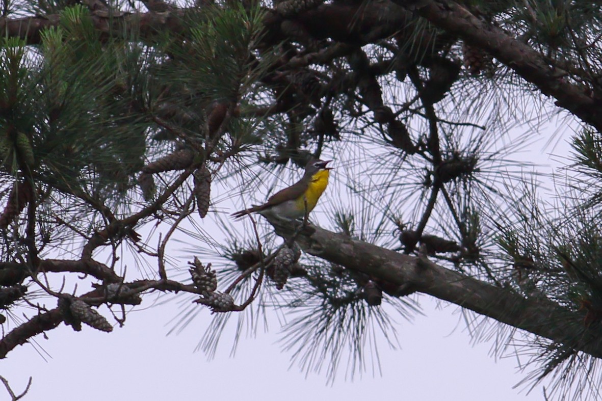 Yellow-breasted Chat - ML619024038