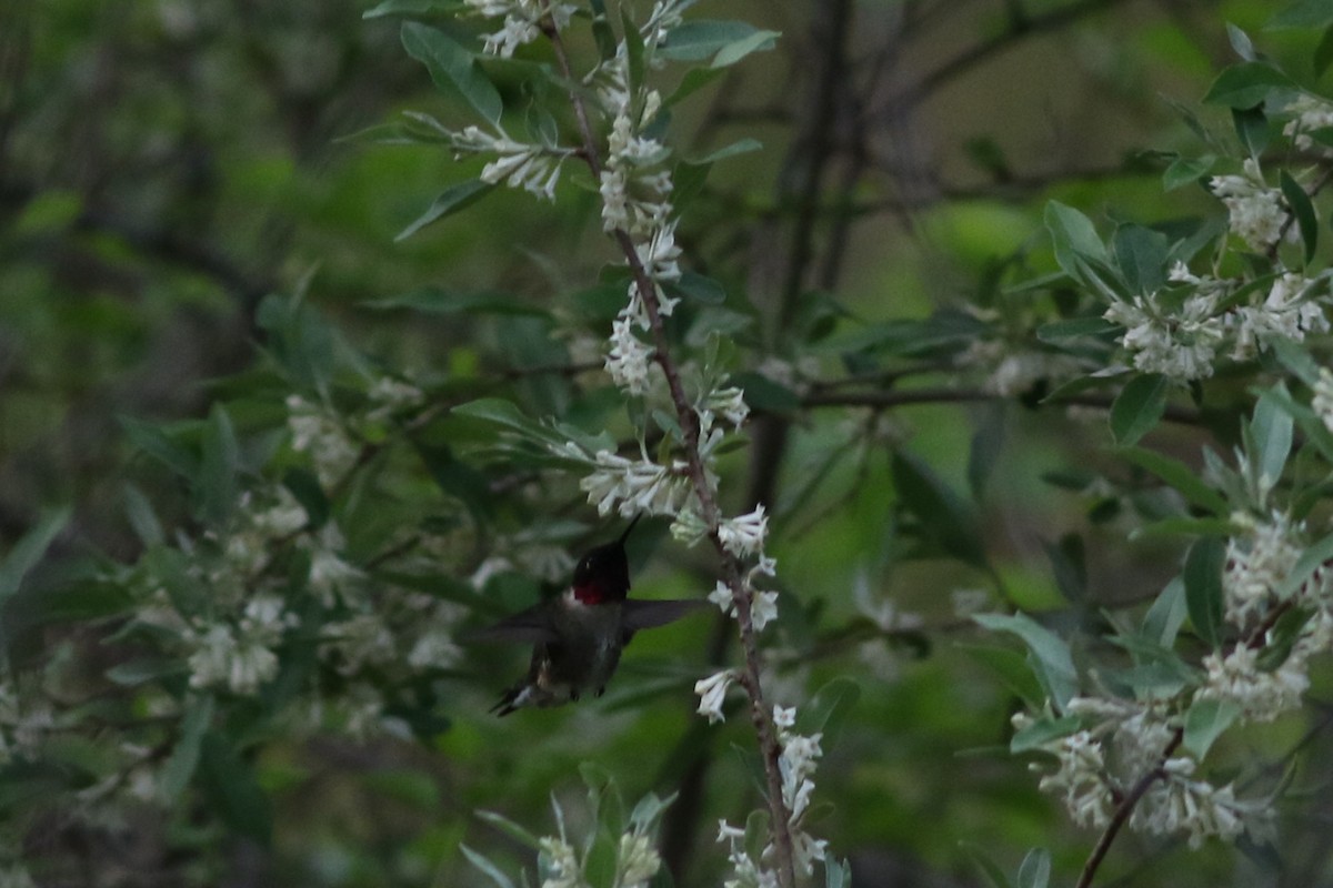 Ruby-throated Hummingbird - ML619024046