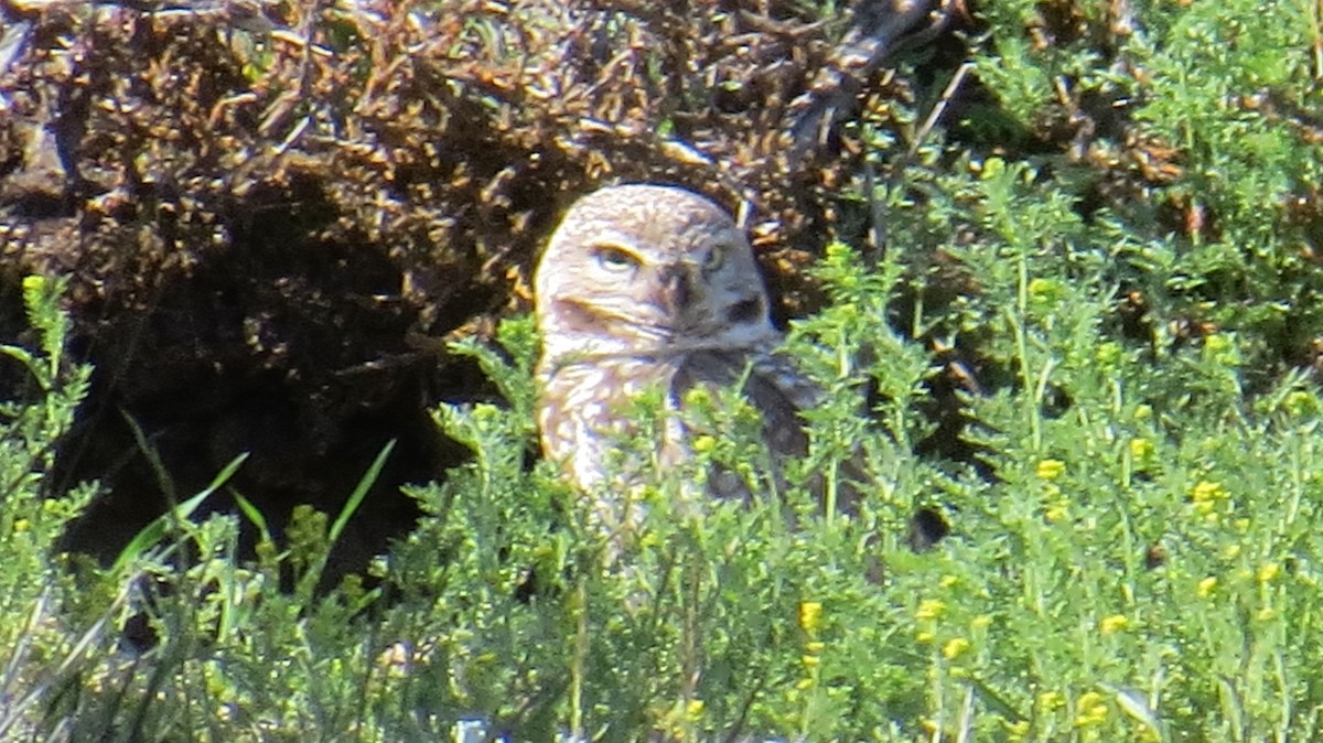 Burrowing Owl - ML619024103