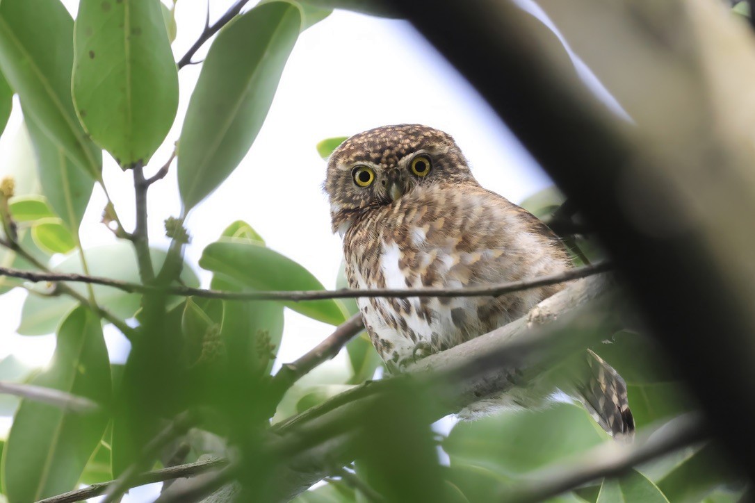 Collared Owlet - ML619024105