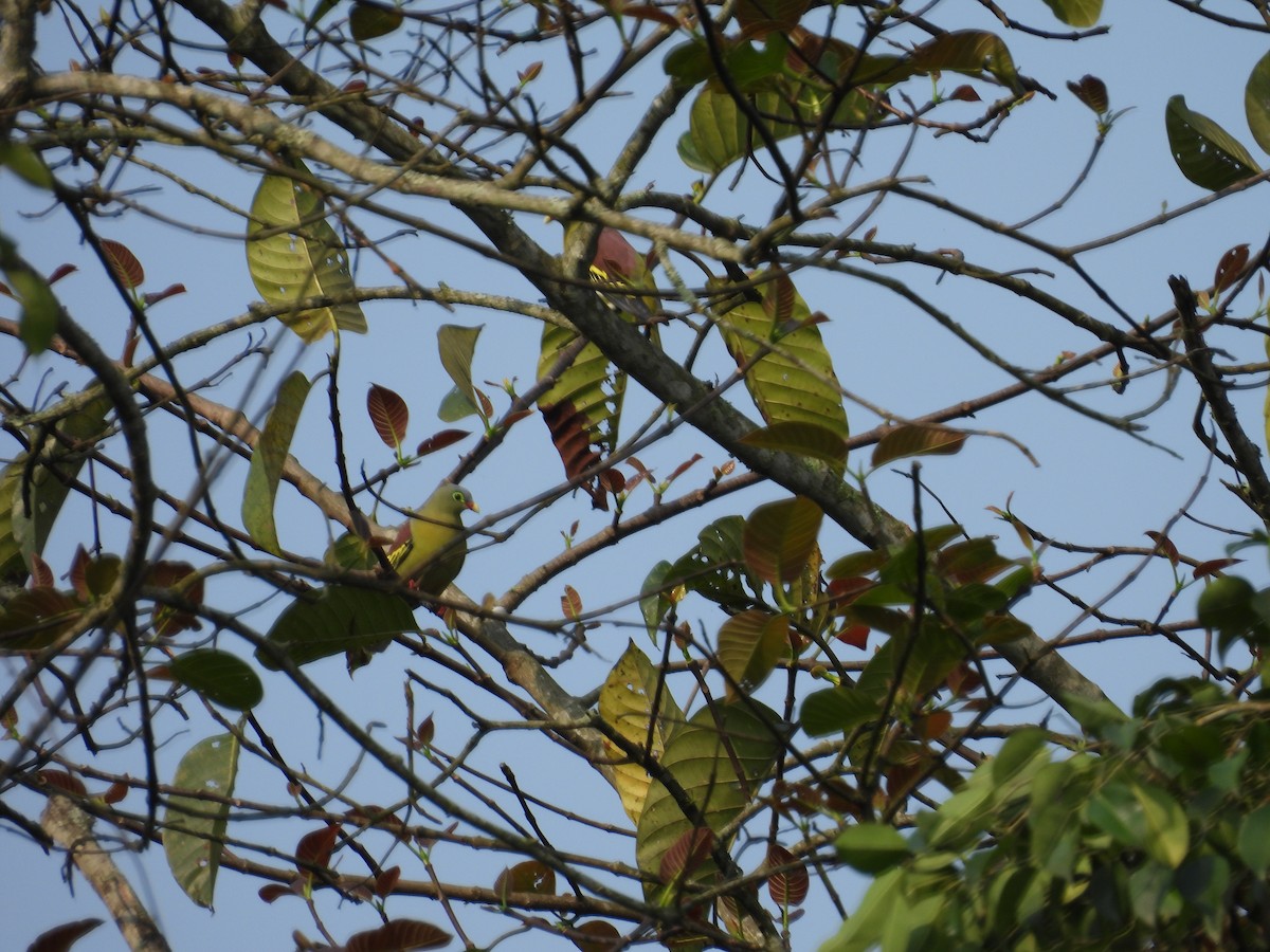 Thick-billed Green-Pigeon - ML619024117