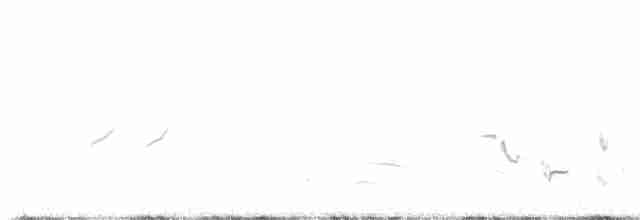 Пересмішник осоковий - ML619024133