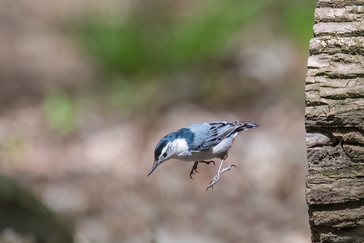 White-breasted Nuthatch - Sylvie Desmeules