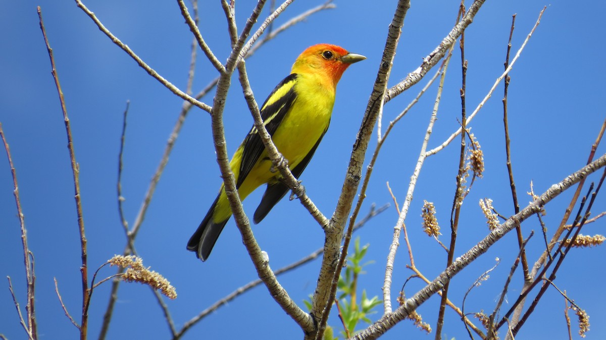 Western Tanager - ML619024145