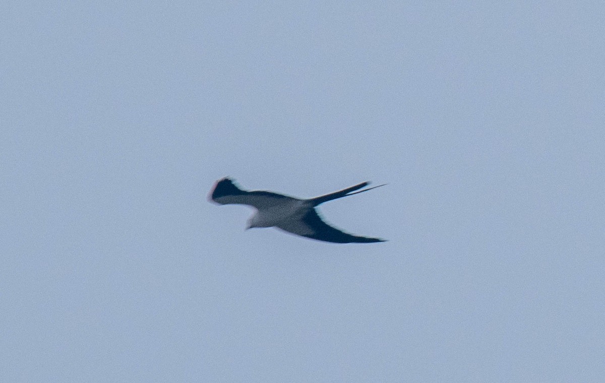 Swallow-tailed Kite - Robert Foster