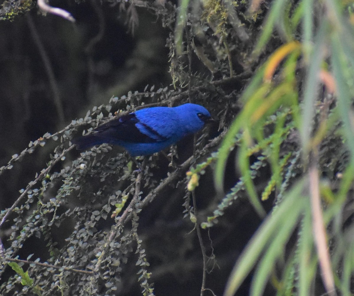 Blue-and-black Tanager - ML619024155