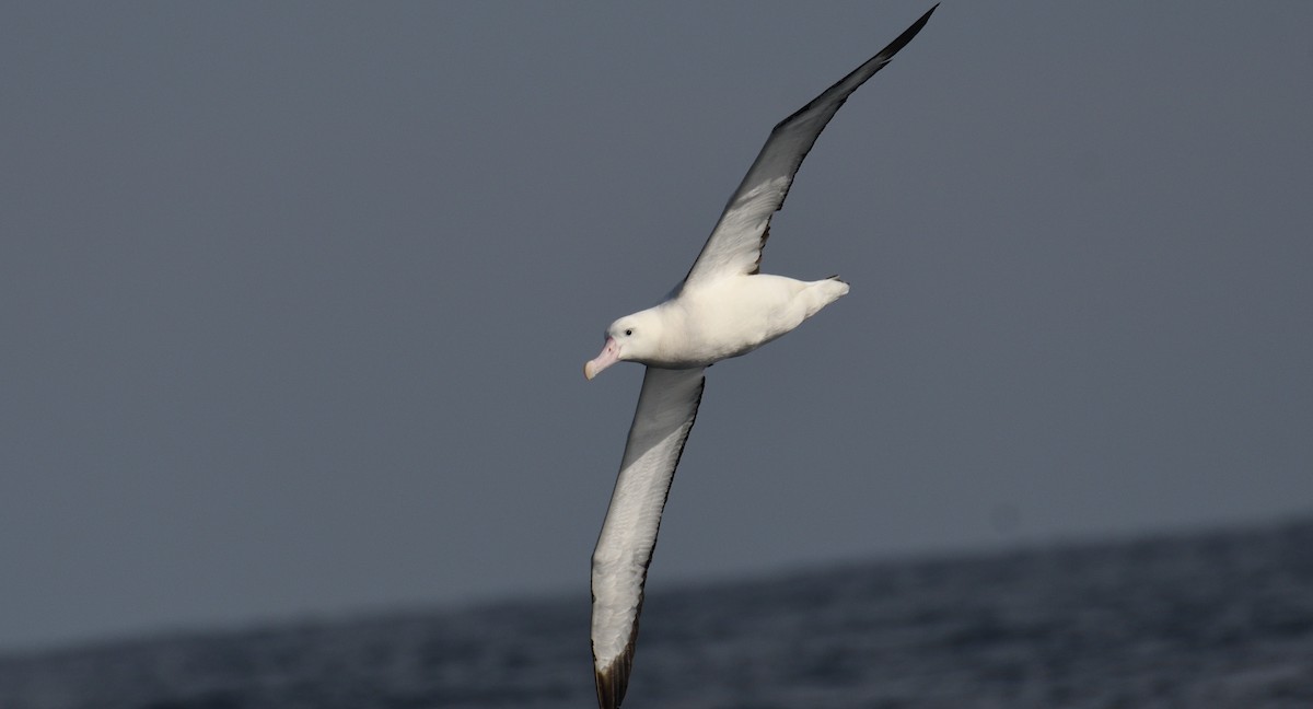 Snowy Albatross - ML619024193