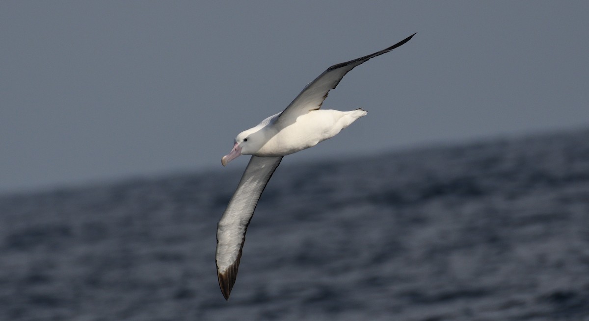 Snowy Albatross - ML619024194