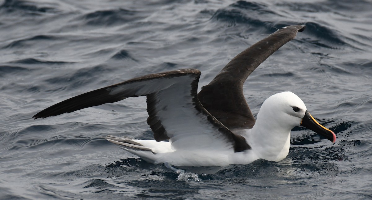 Indian Yellow-nosed Albatross - Alf forbes
