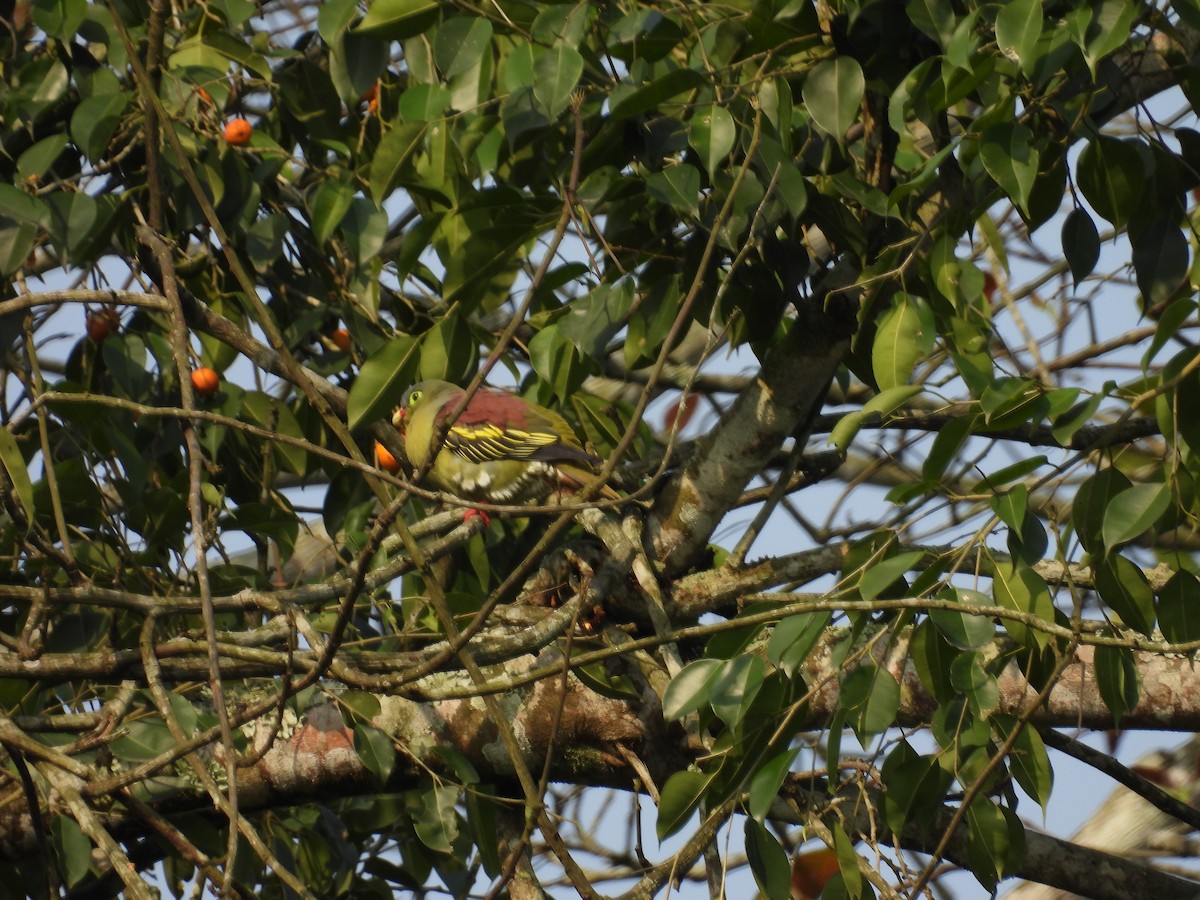 Thick-billed Green-Pigeon - ML619024204