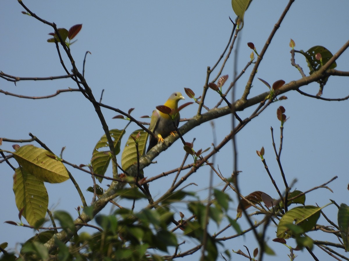 Yellow-footed Green-Pigeon - ML619024214