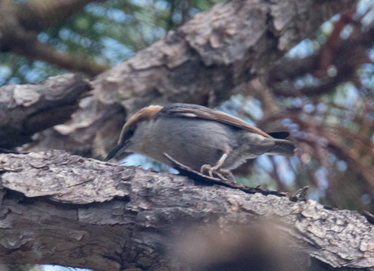 Brown-headed Nuthatch - ML619024230