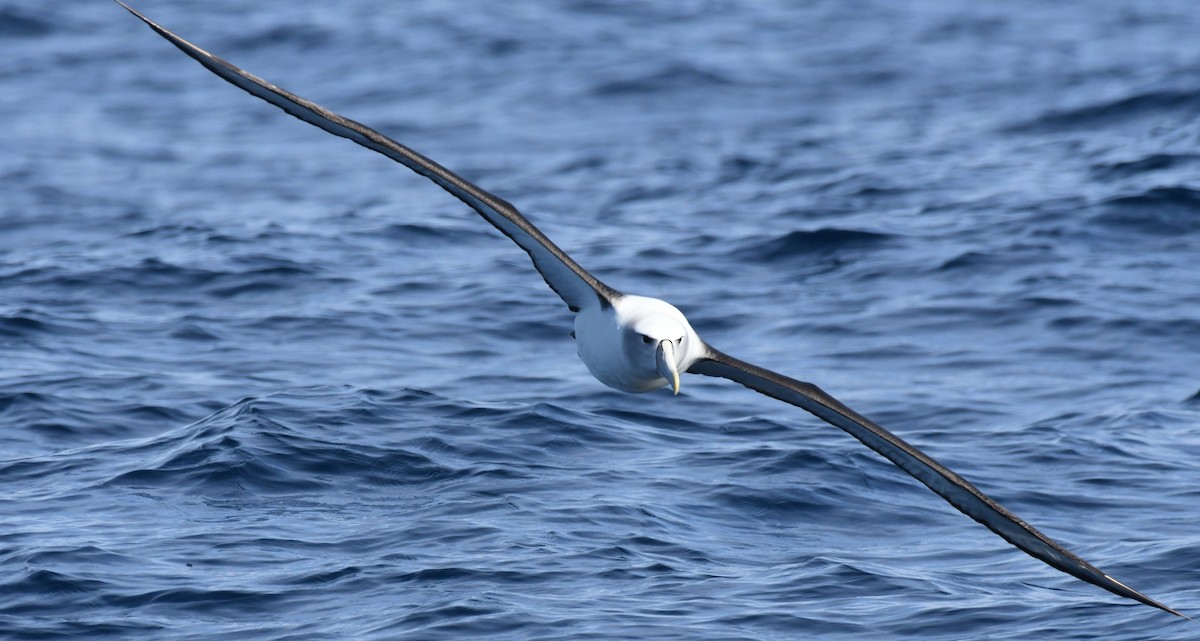 White-capped Albatross - Alf forbes
