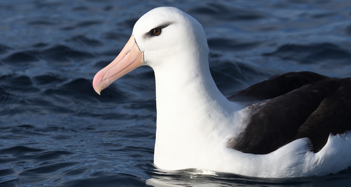 Albatros Ojeroso (melanophris) - ML619024254