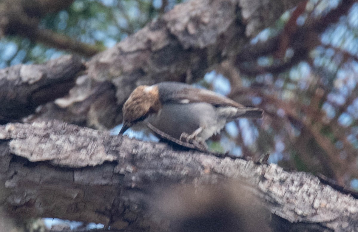 Brown-headed Nuthatch - ML619024262