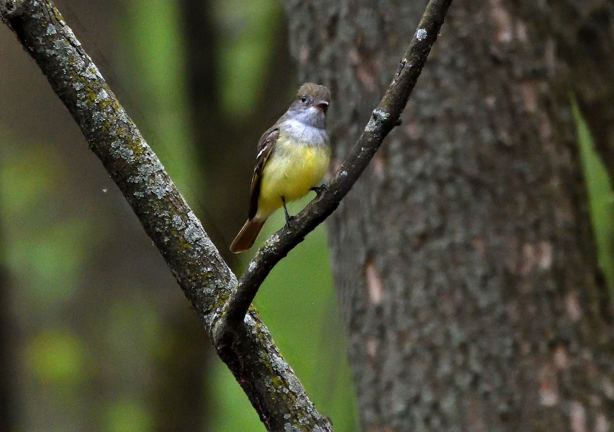 Great Crested Flycatcher - ML619024264