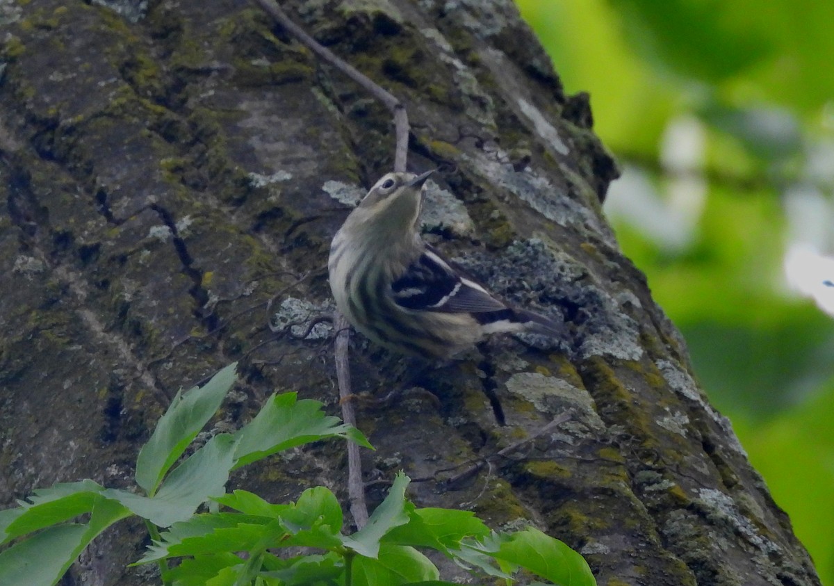 Black-and-white Warbler - ML619024279
