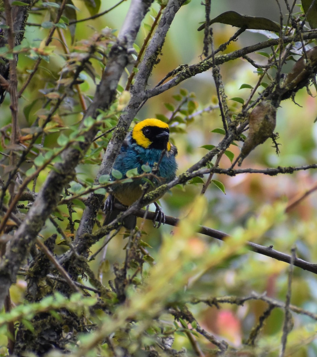 Saffron-crowned Tanager - ML619024280