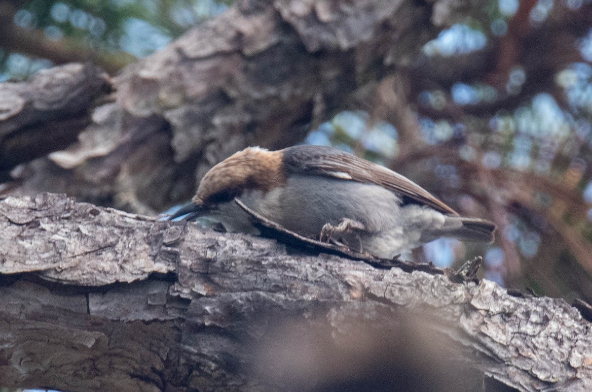 Brown-headed Nuthatch - ML619024283