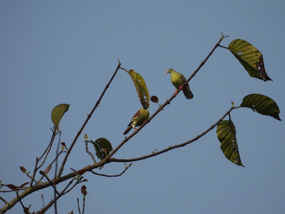 Thick-billed Green-Pigeon - ML619024311