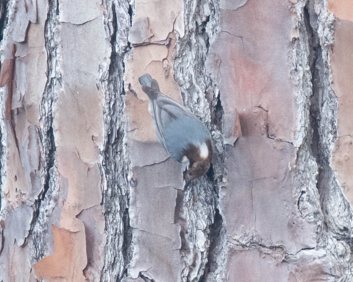 Brown-headed Nuthatch - ML619024322