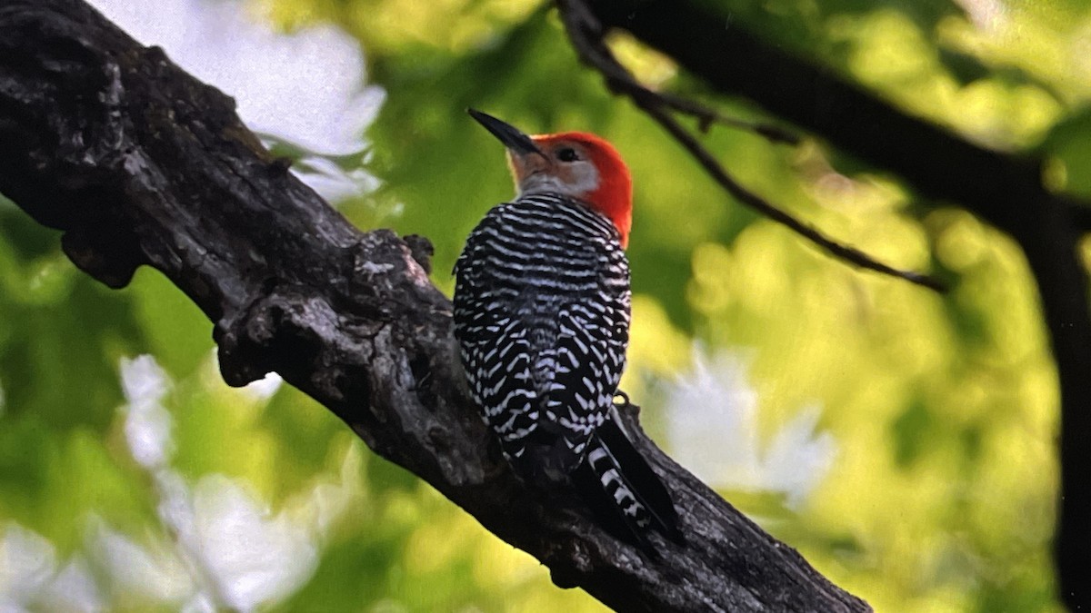 Red-bellied Woodpecker - John Devroy