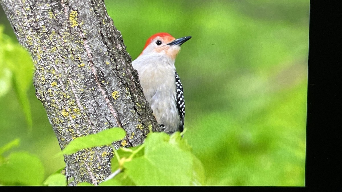 Red-bellied Woodpecker - John Devroy