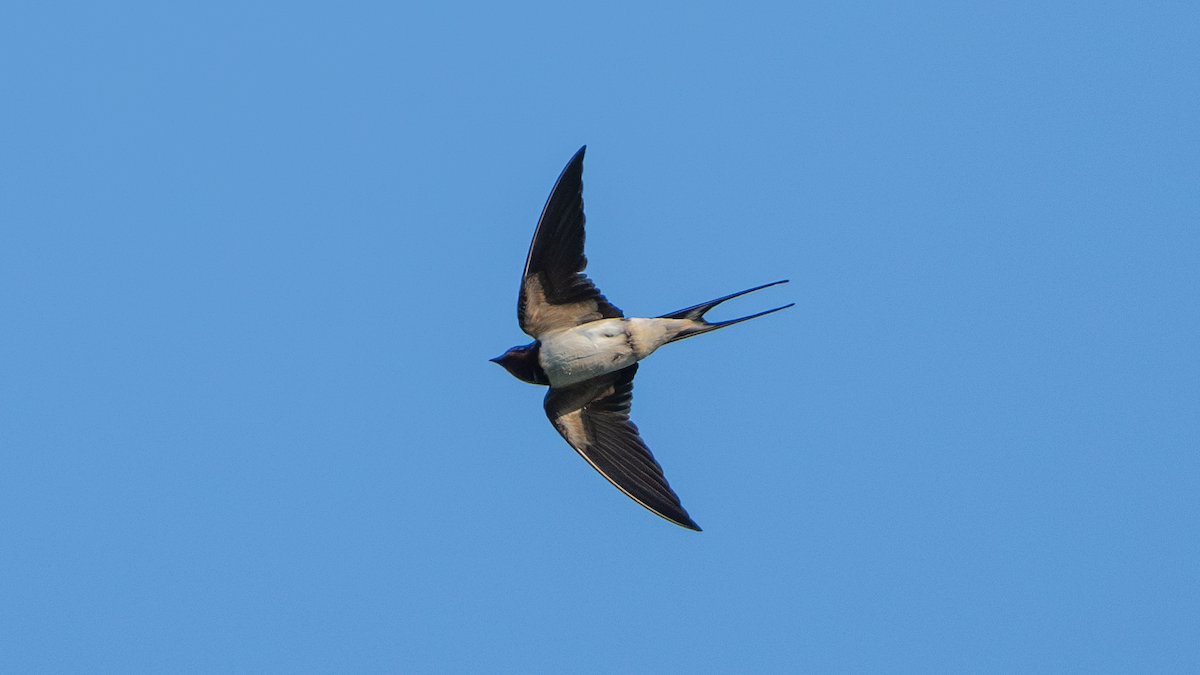 Barn Swallow - ML619024349