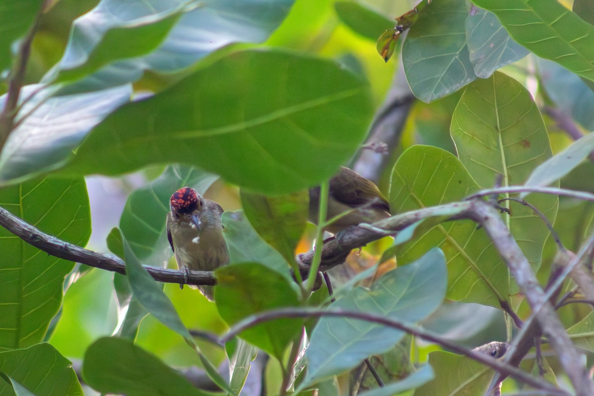 Plain-breasted Piculet - ML619024355