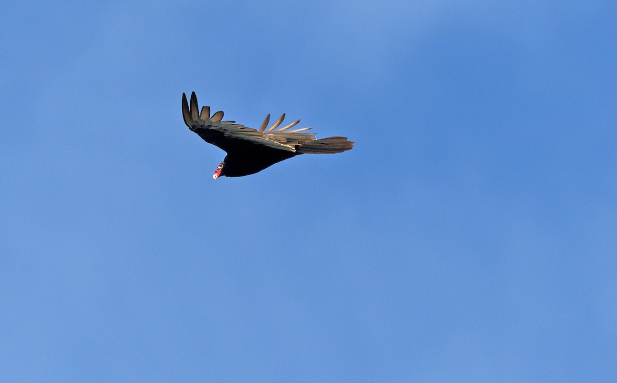 Turkey Vulture - ML619024418