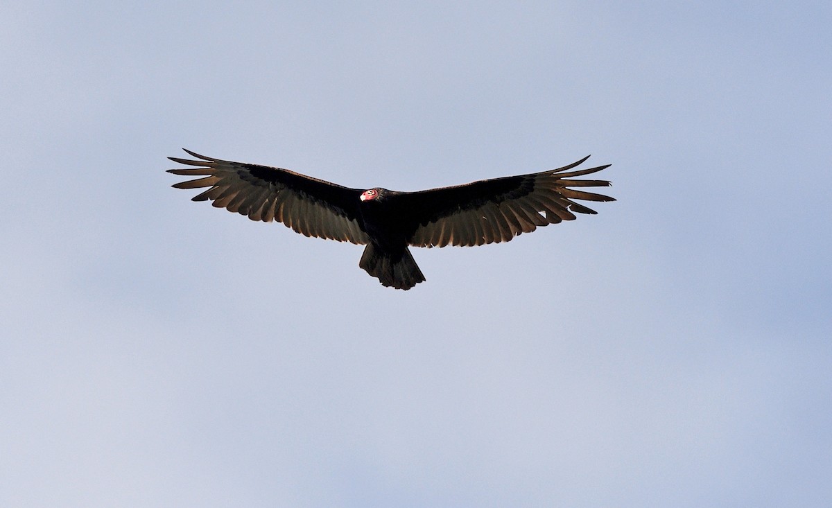 Turkey Vulture - ML619024419