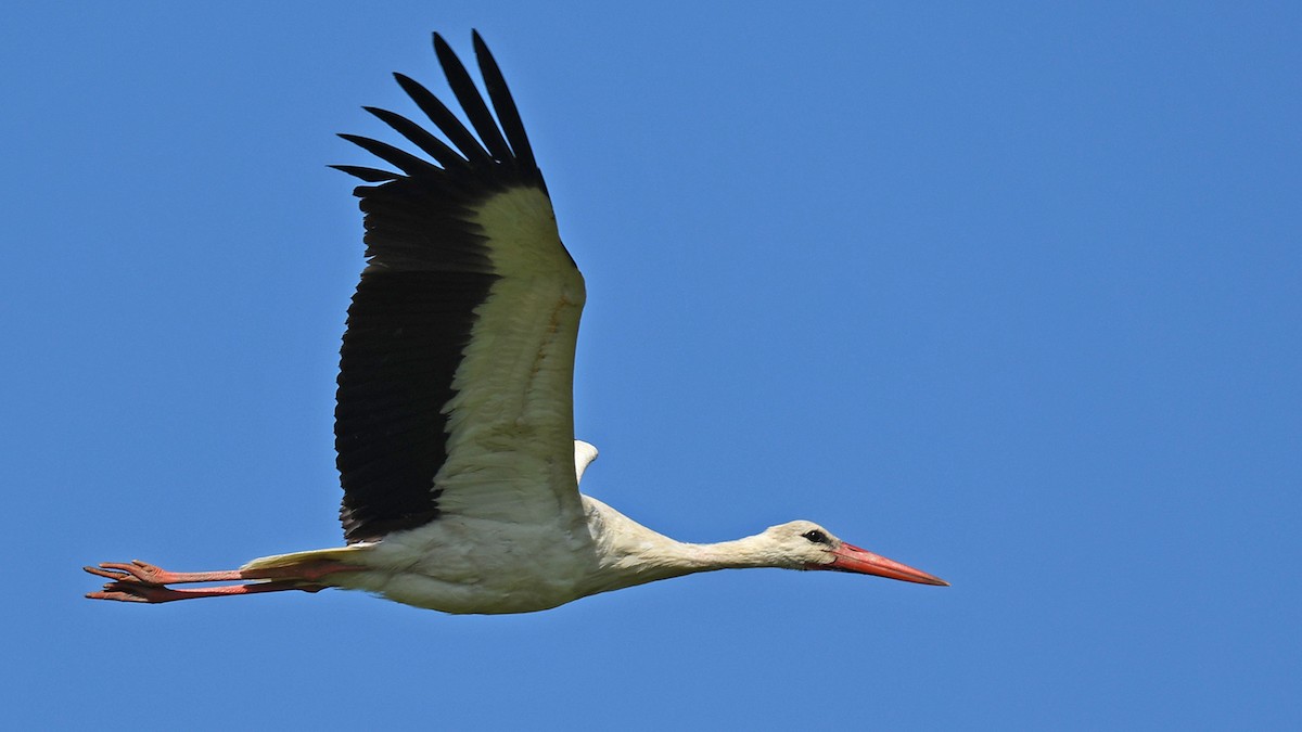 White Stork - ML619024424