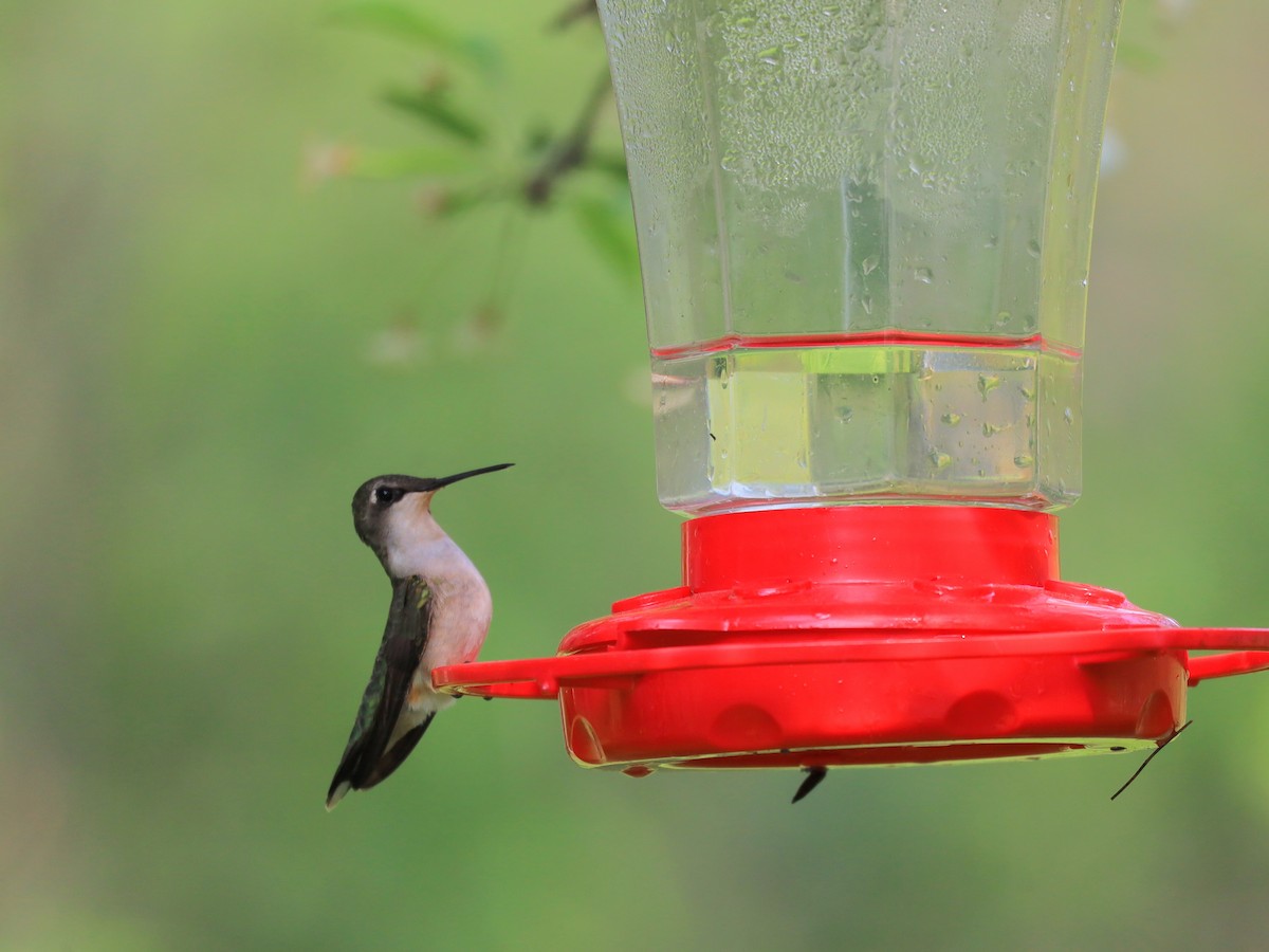 Ruby-throated Hummingbird - ML619024431