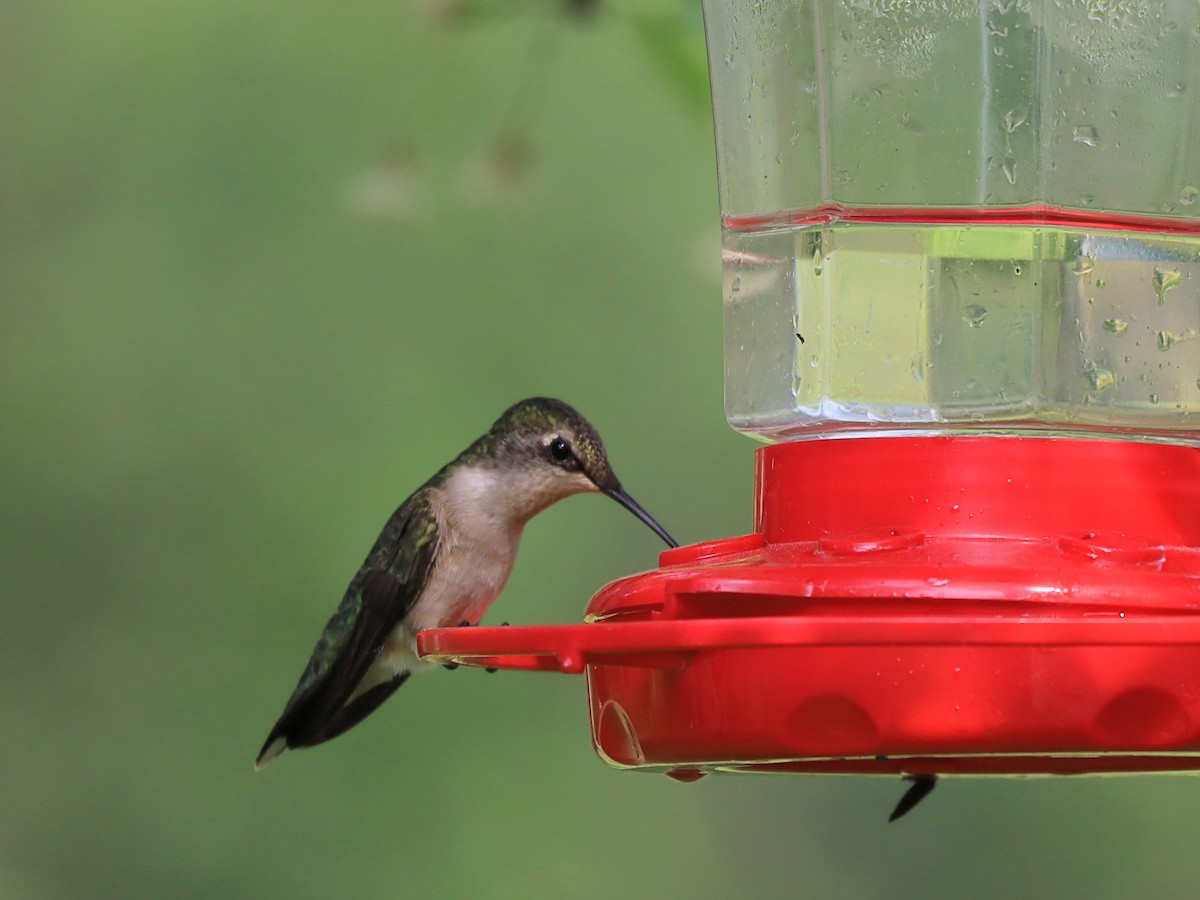 Ruby-throated Hummingbird - ML619024432