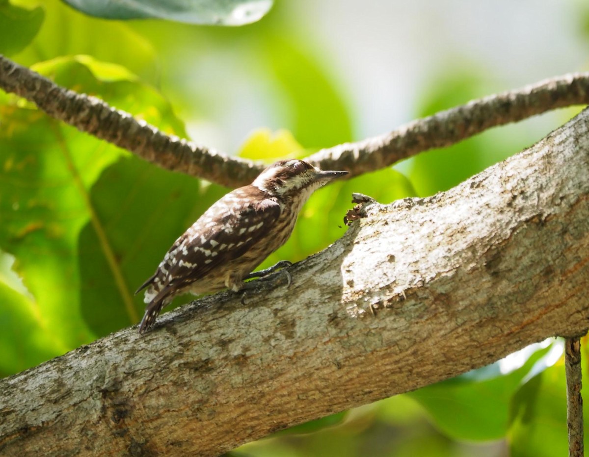 Sunda Pygmy Woodpecker - ML619024434