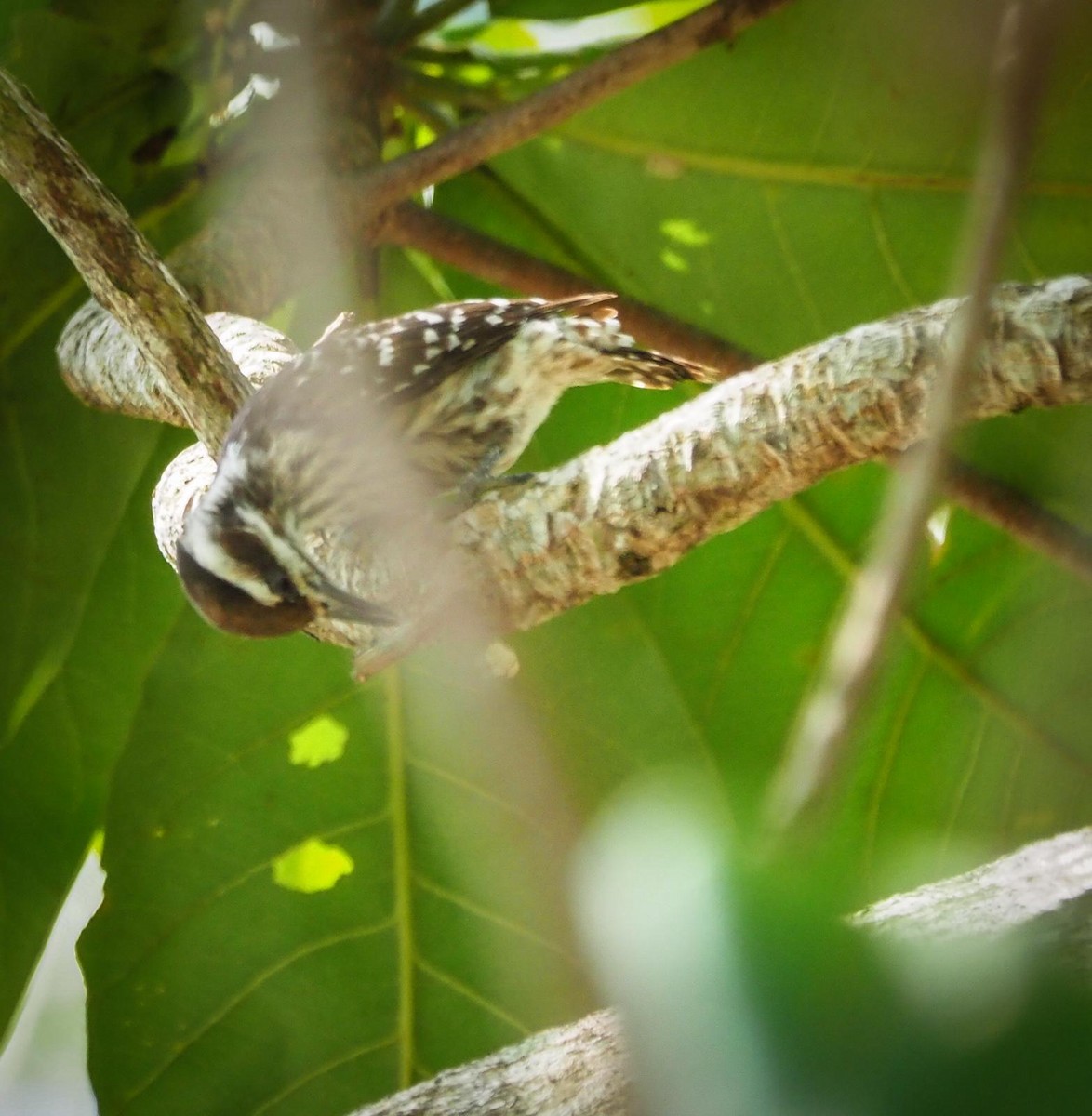 Sunda Pygmy Woodpecker - ML619024460